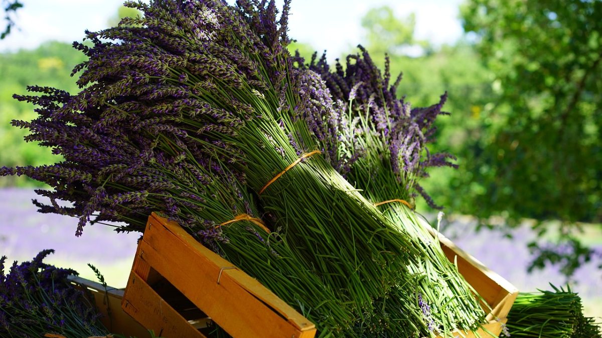 ¿Qué es la aromaterapia?