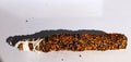 SAHUMERIO PALO SANTO Y MIRRA