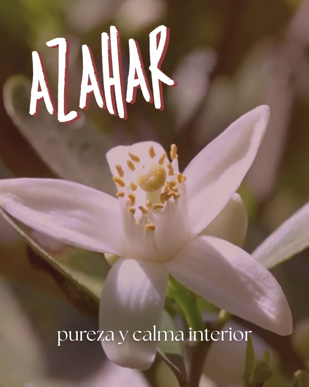 AZAHAR PERFUM DE L'ÀNIMA